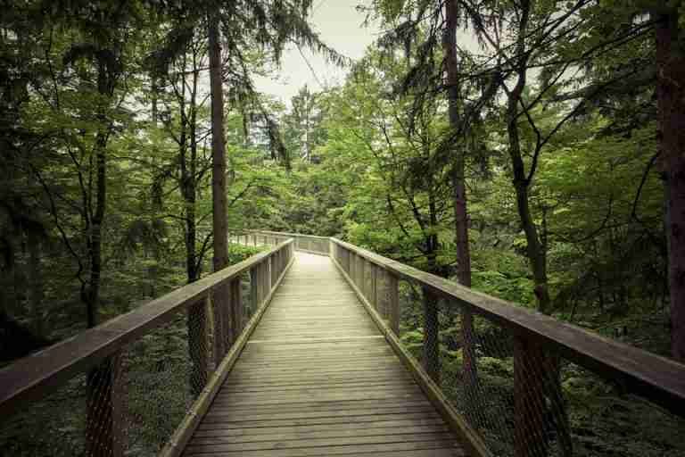 Explore a scenic wooden walkway through a serene green forest, perfect for nature lovers and hikers.