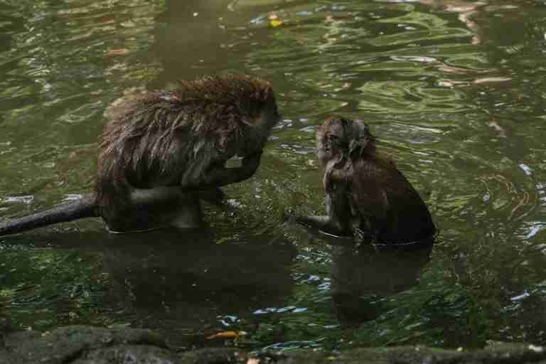 Two monkeys sitting in a calm pond surrounded by lush green foliage, enjoying a peaceful moment.