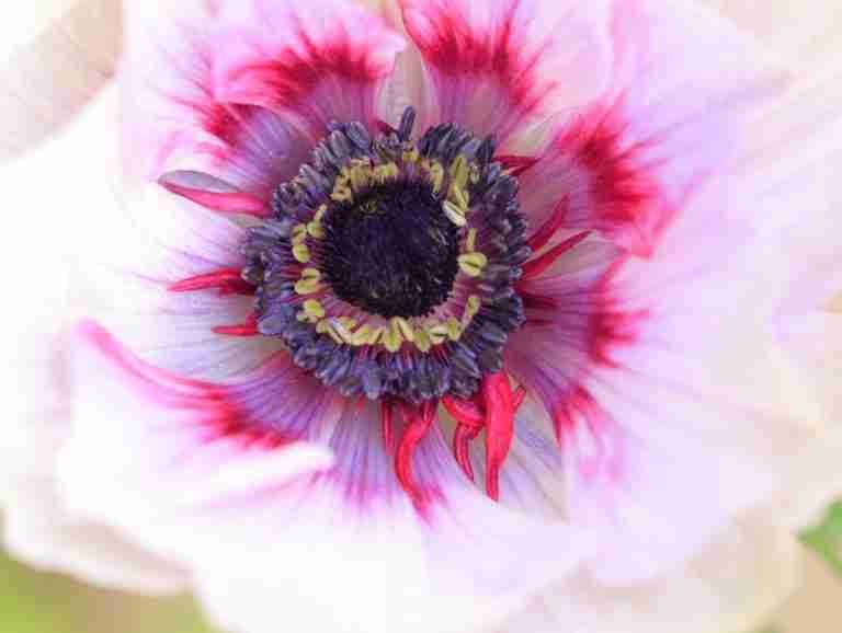Close-up of a vibrant pink and purple anemone flower, showcasing its intricate details and vivid colors.