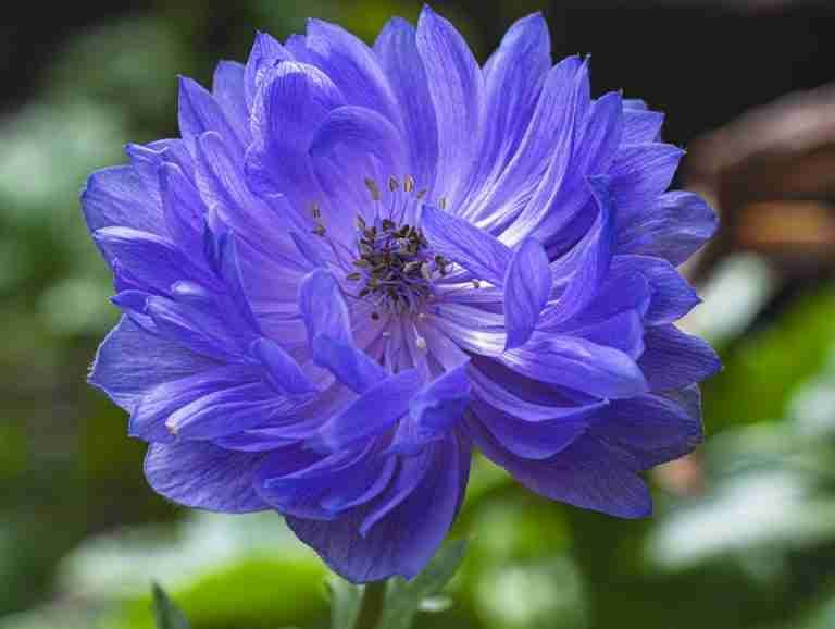Detailed macro shot of a vibrant purple anemone flower in full bloom outdoors.