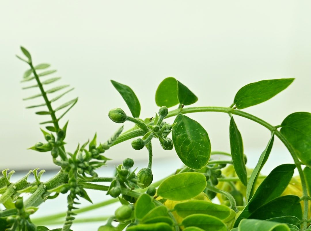 Top Adaptogens for Boosting Daily Energy