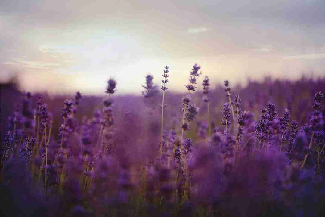 Harnessing Lavender: Nature’s Calming Gift for Stress Relief