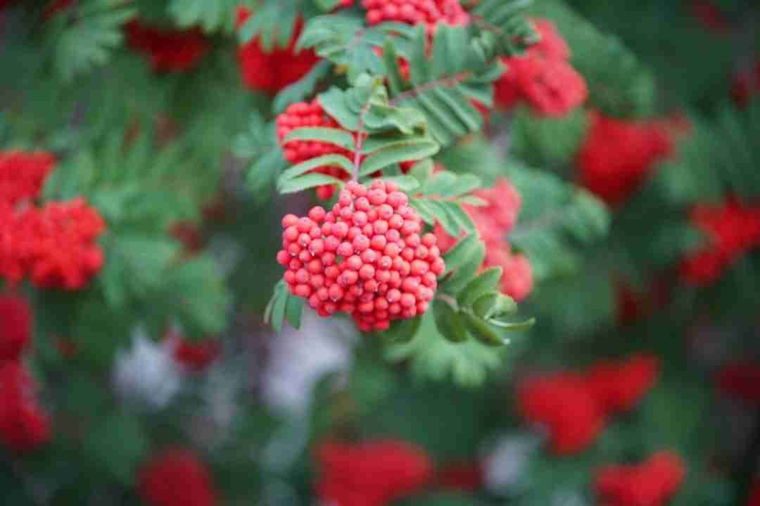 Elderberry Elixirs: A Tasty Twist for Beating the Common Cold