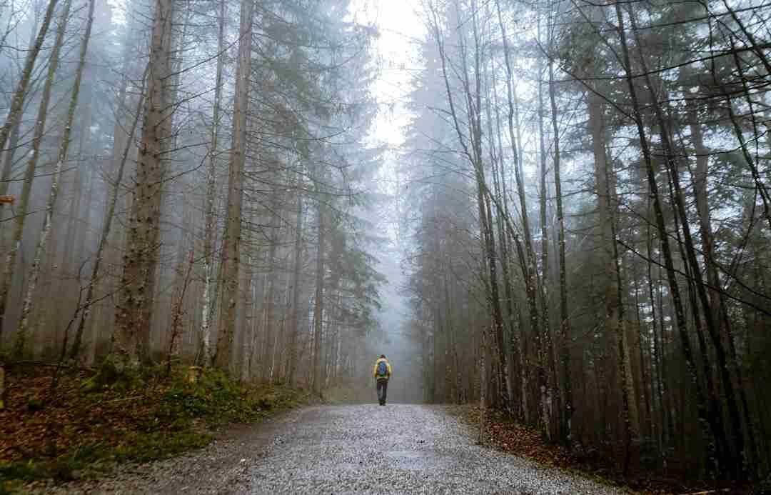 Why Taking a Daily Nature Walk Transformed My Stress Levels