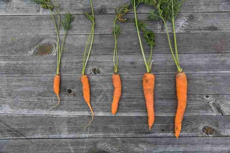 Five fresh carrots with leaves on a rustic wooden surface, presented in a top view layout.