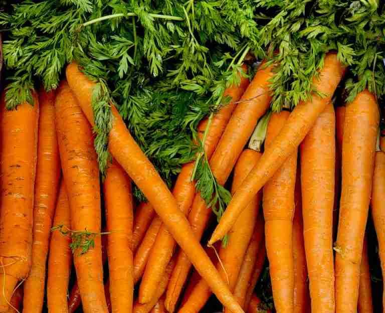 Vibrant bunch of fresh organic carrots with lush green tops on display.