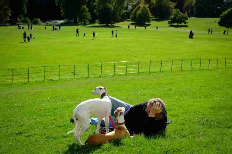 A serene outdoor scene with a man and his dogs enjoying the green park under sunny skies.