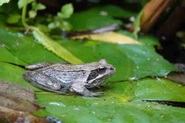 A common frog spotted resting on a lilypad in a serene pond in Gouda, Netherlands.