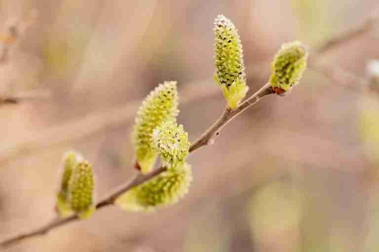 Detailed macro shot of green catkins on a branch, indicating early spring growth.
