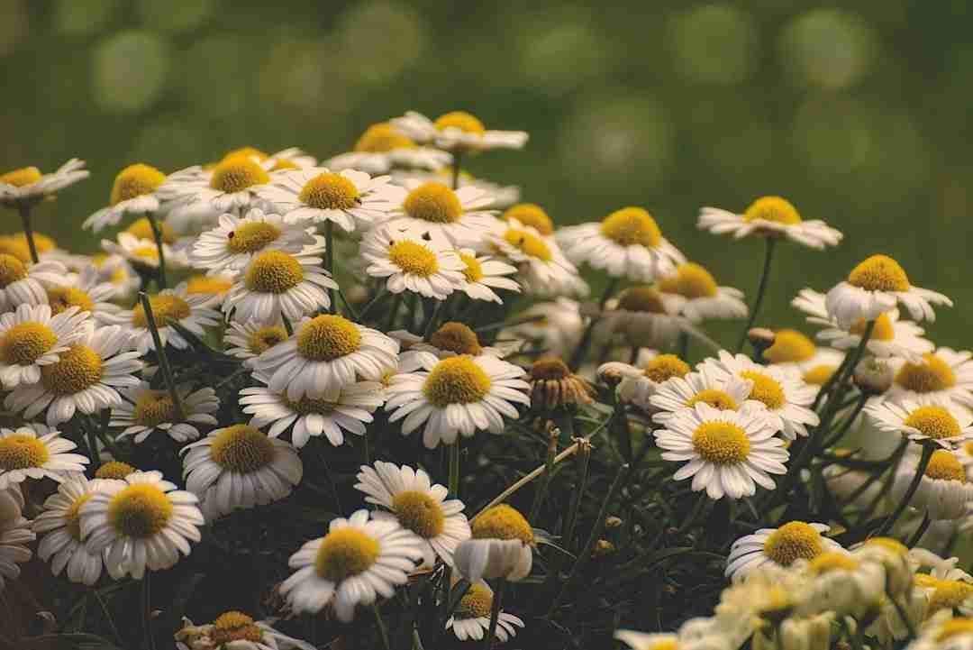 Grandma’s Chamomile Tea: More Than Just a Bedtime Ritual