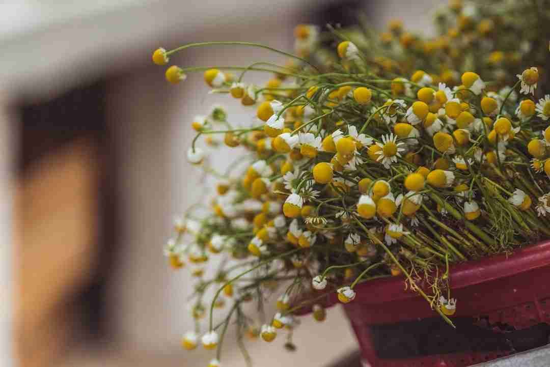Exploring the Ancient Art of Herbal Sleep Elixirs