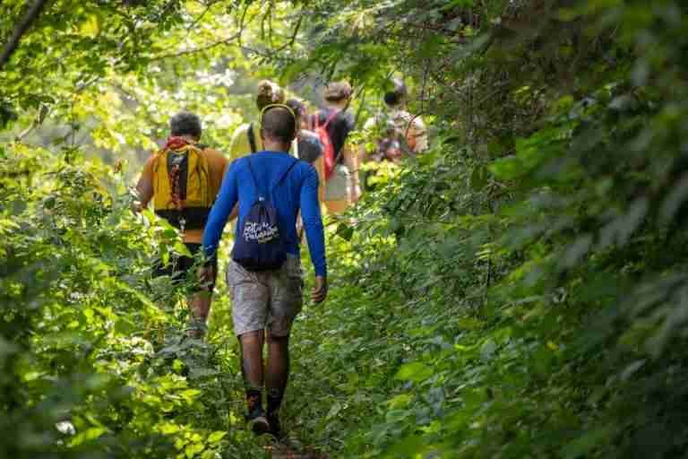 Back view of diverse group hiking in a vibrant green forest trail, enjoying nature and camaraderie.