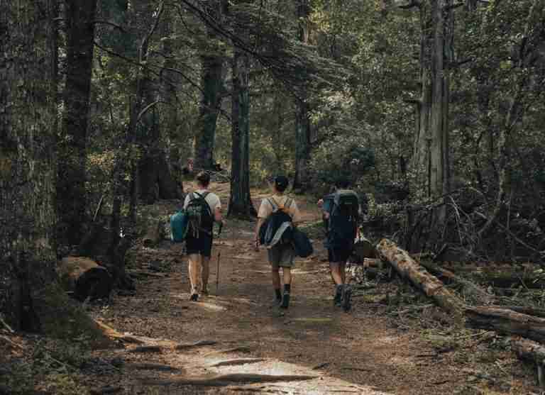Three hikers walking along a vibrant forest path, enjoying nature.