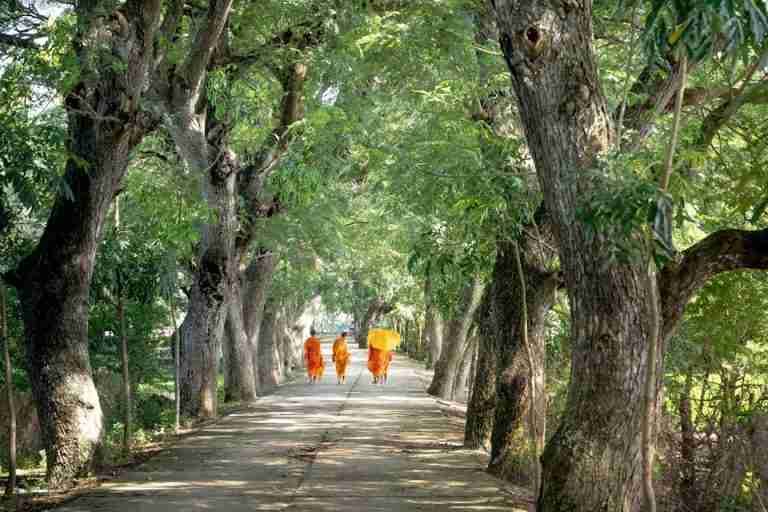Monks in vibrant robes walking along a peaceful tree-lined path.