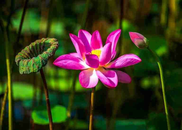 Beautiful pink lotus flower in full bloom with a bud and seed pod, set against lush green foliage outdoors.