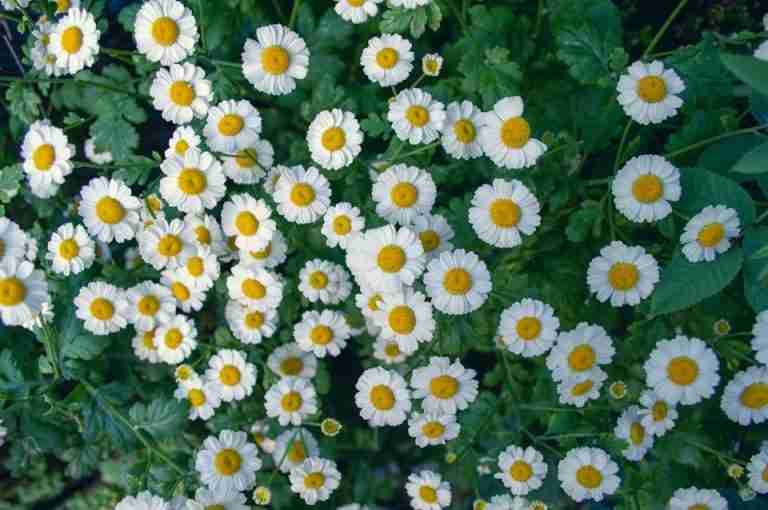 Beautiful cluster of blooming feverfew flowers showcasing bright white petals and yellow centers in a natural setting.