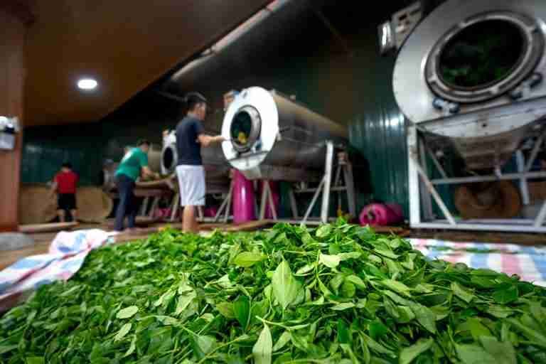 Green tea leaves are processed indoors with industrial machines and workers.