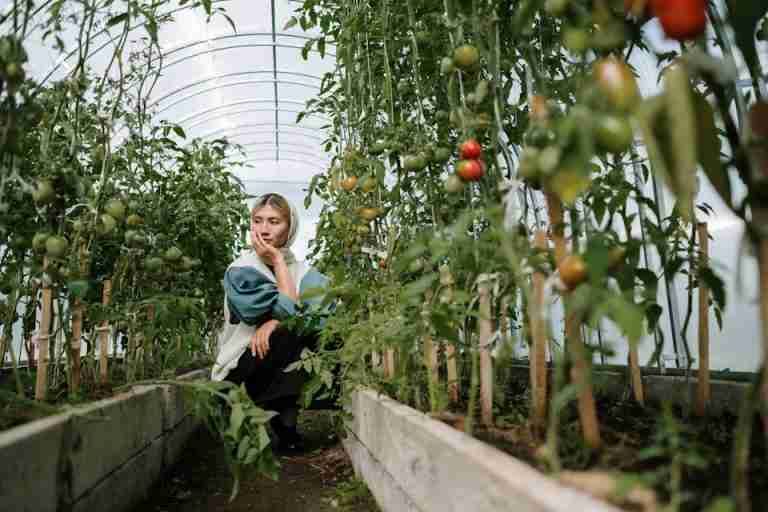 A woman sits thoughtfully in a greenhouse among growing tomato plants.