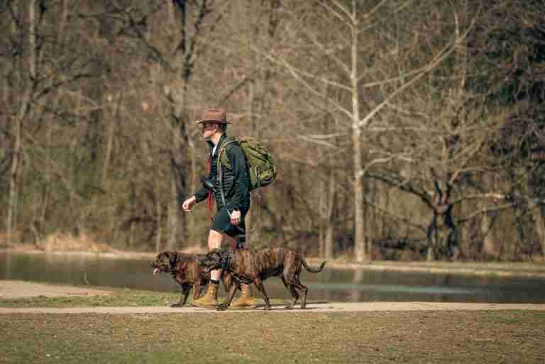 A man with two dogs walks by a pond, enjoying a spring day outdoors.