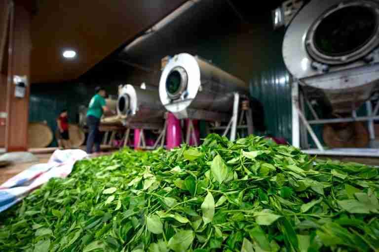Fresh green tea leaves in a processing facility with workers in the background.