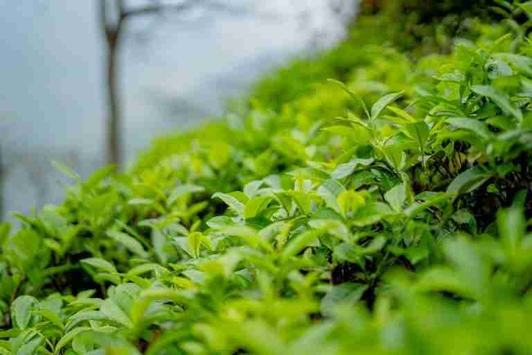 Vibrant green tea leaves growing in a misty countryside plantation, evoking freshness and nature.