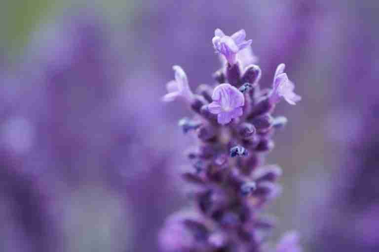 Detailed close-up of purple lavender flowers, showcasing intricate petals and vibrant colors.