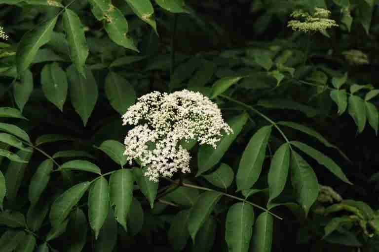 A close-up of blooming white elderberry flowers surrounded by green leaves in a natural setting.