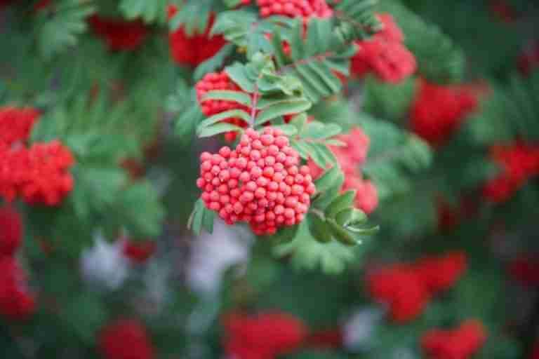 Close-up of red elderberries in Cochrane, Alberta showcasing their vibrant hue.