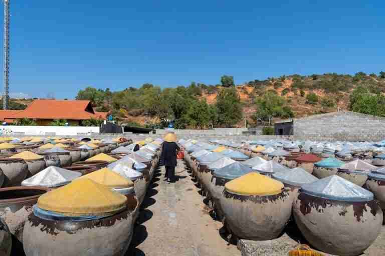 Rows of large fermentation jars outdoors with a person in a straw hat.