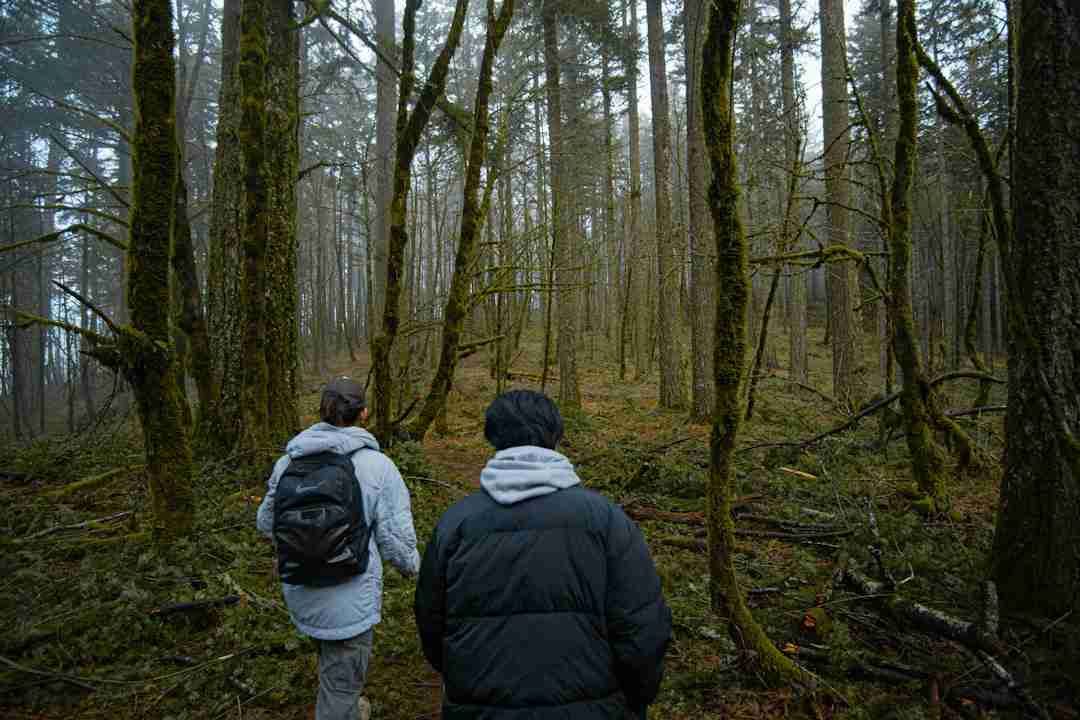 Rediscovering Balance: How Daily Nature Walks Transform Mental Clarity