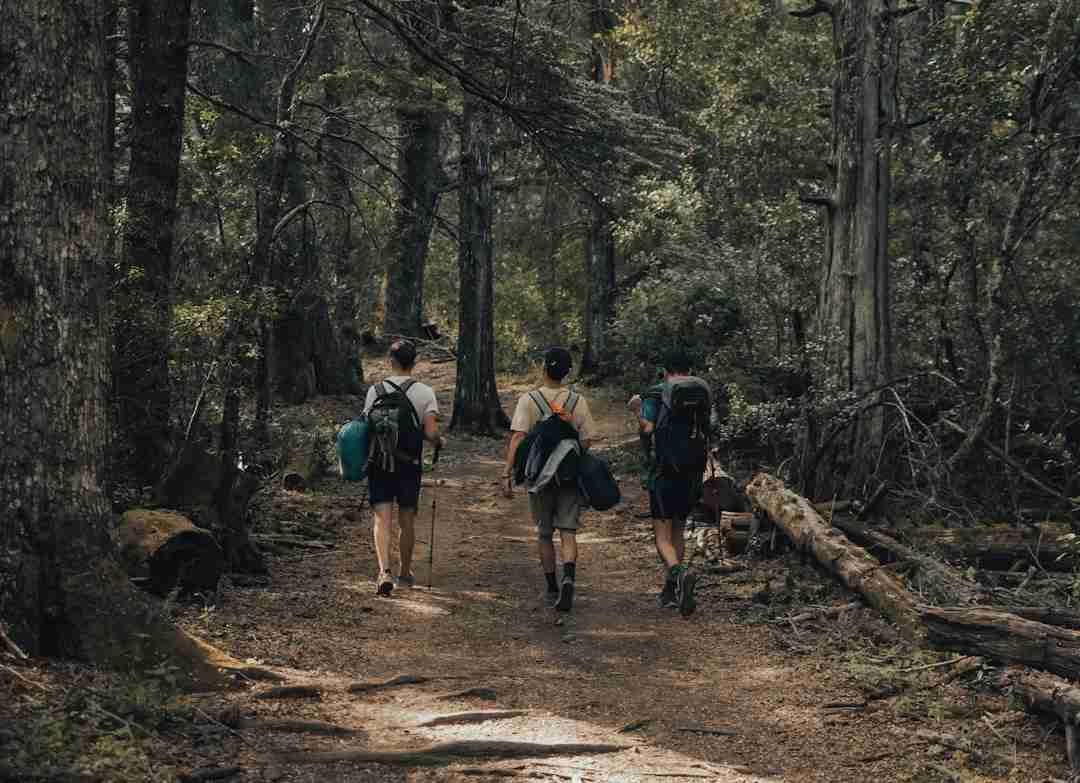 Why Afternoon Nature Walks Are My New Secret Weapon Against Stress