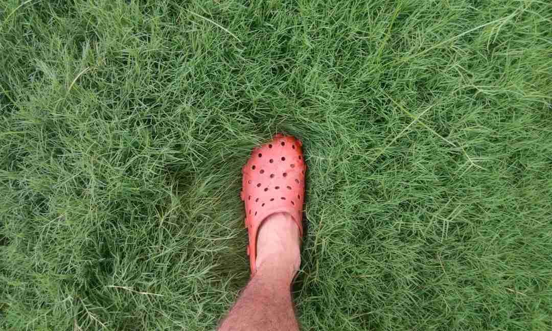 Why Walking Barefoot on Grass Could Lift Your Mood Instantly