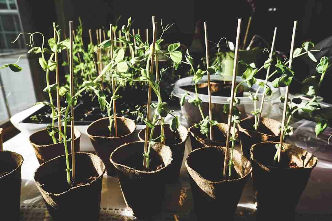 From Seed to Sizzle: Cooking with Ingredients You Grew Yourself