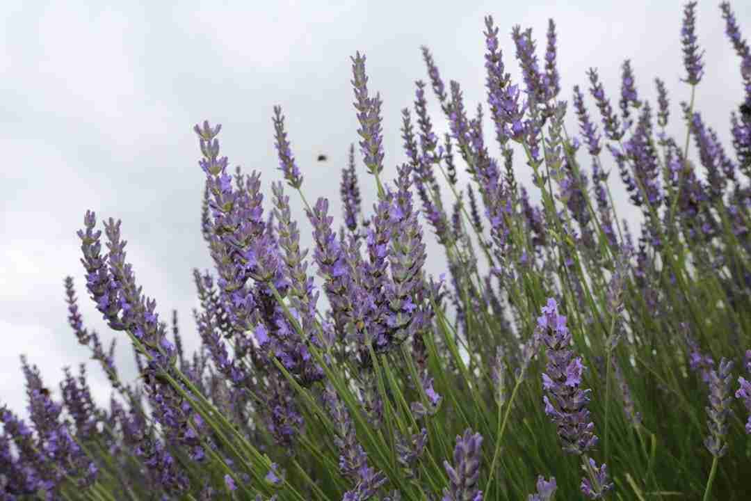 Calming Stress Naturally: Harnessing Lavender Oil for Instant Peace