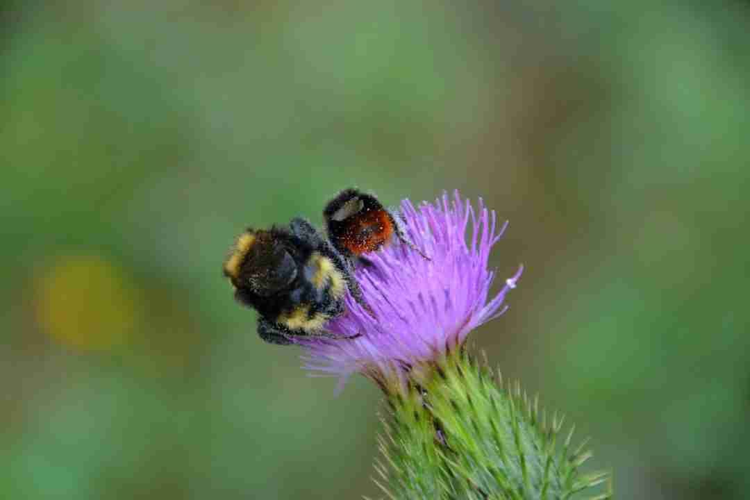 Conquering Seasonal Allergies with Local Honey