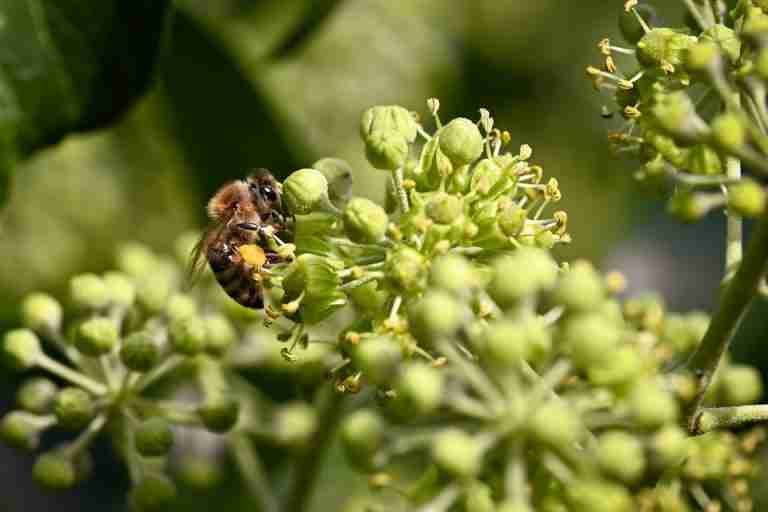 Detailed macro image of a honeybee collecting pollen on a green flower cluster in natural light.