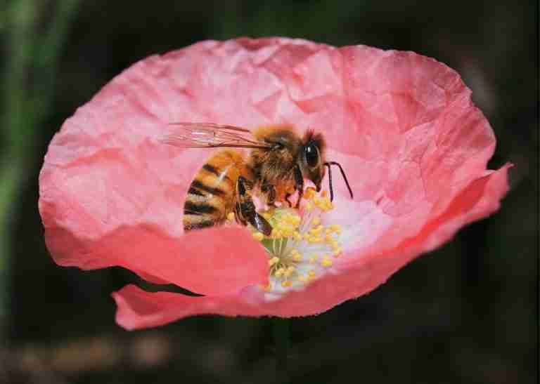Close-up of a honey bee collecting pollen on a delicate pink flower.