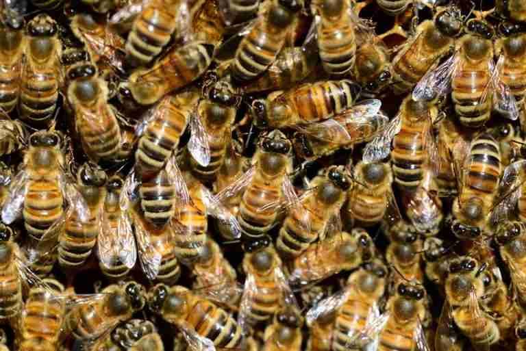Macro shot of honey bees clustering on a hive, showcasing intricate details of their wings and stripes.