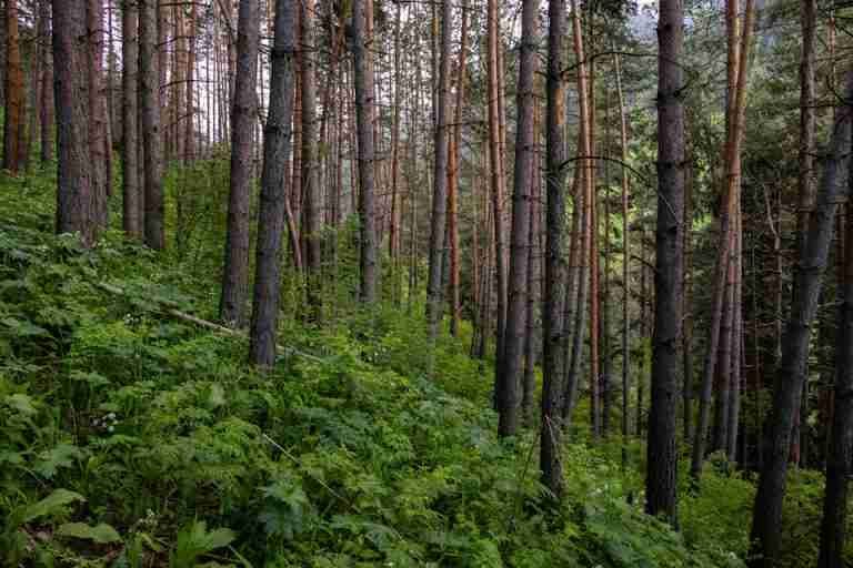 Serene view of a dense pine forest in Almaty, perfect for nature and hiking enthusiasts.