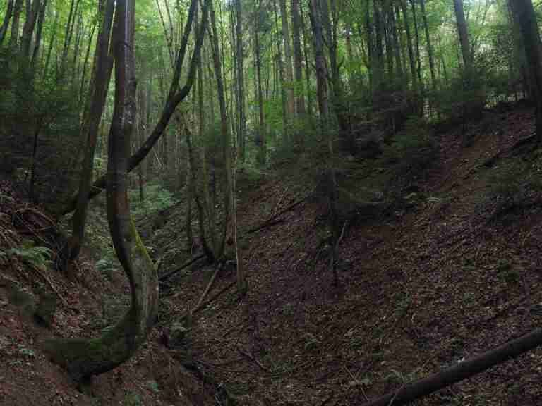 Enchanting forest landscape with lush green trees, showcasing the beauty of untouched nature.