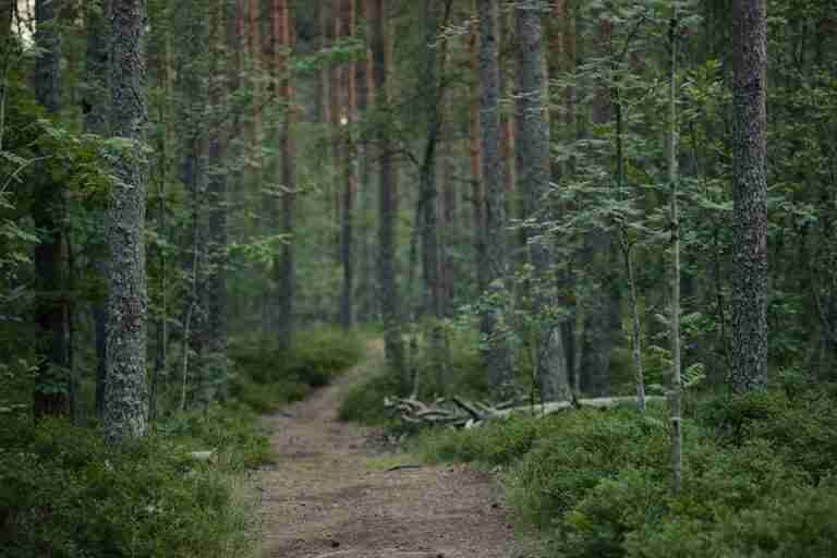 Explore a peaceful forest trail surrounded by lush greenery and towering trees, perfect for nature enthusiasts.