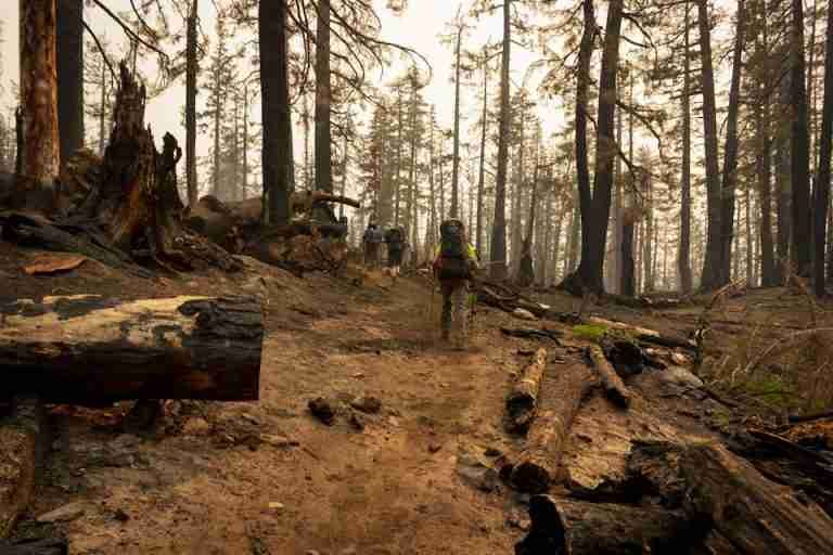 Hikers navigate a path through a burned forest landscape near McKenzie Bridge, OR, showcasing resilience in nature.