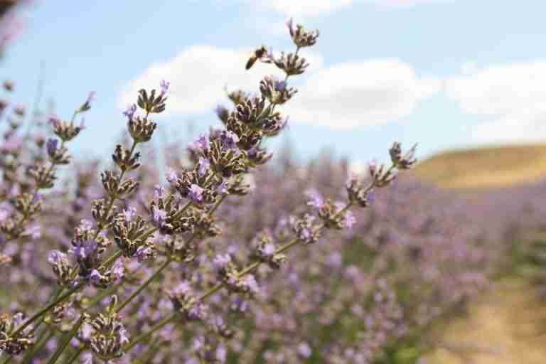 Close-up of lavender fields in bloom under a clear blue sky, showcasing natural beauty.