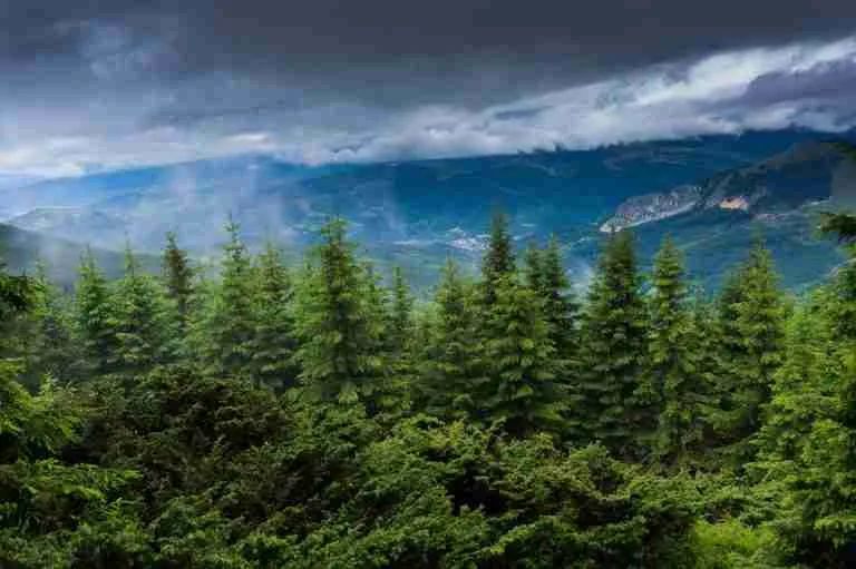 A breathtaking view of a lush evergreen forest with a dramatic stormy sky in a mountainous landscape.