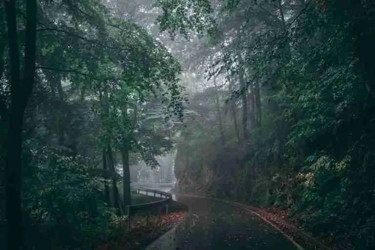 Serene misty road in the forest enveloped by lush green trees and haze, perfect for nature themes.