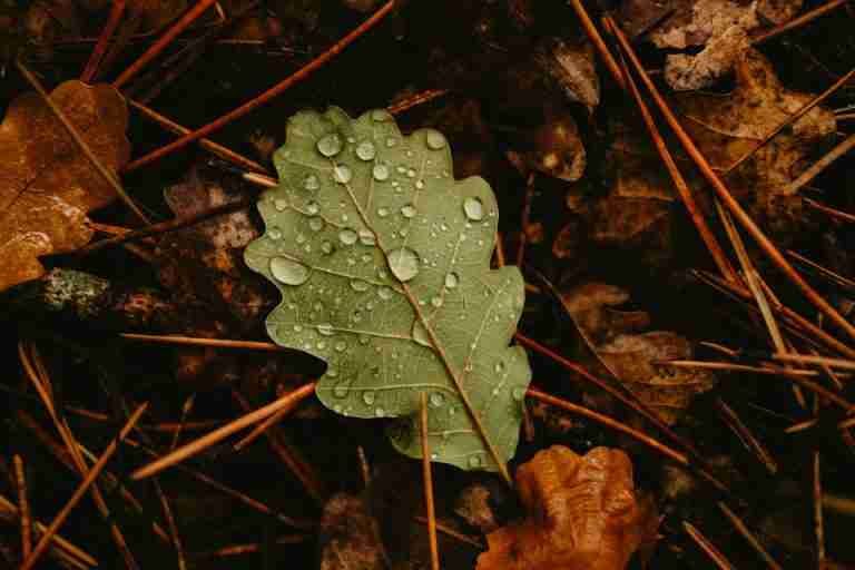 Close-up of a dew-covered oak leaf on an autumn forest floor, showcasing fall colors.