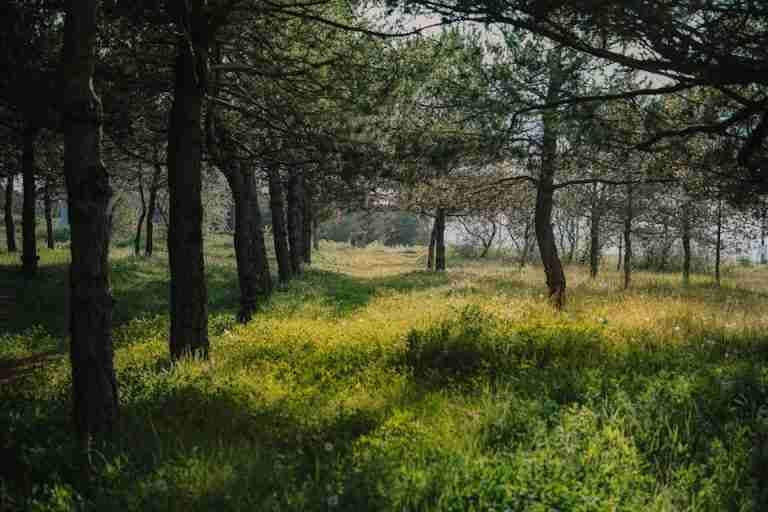 A tranquil forest path with sunlight filtering through trees, ideal for nature relaxation.