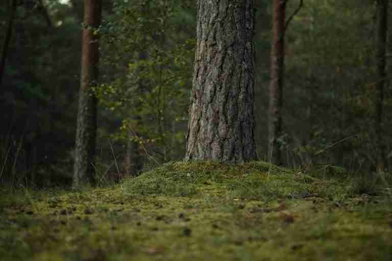 Serenity of a moss-covered forest floor with a prominent tree trunk in focus.