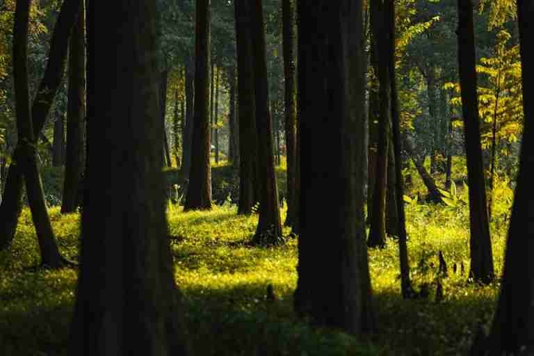 Serene forest view with sunlight illuminating lush green undergrowth, creating a tranquil atmosphere.