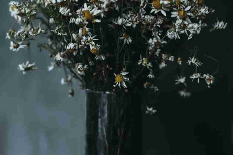 Aesthetic close-up of dried chamomile flowers in a dark vase with a moody atmosphere.